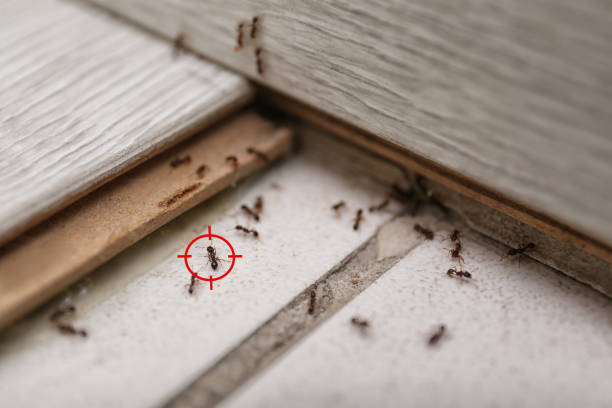 Best Bed Bug Extermination  in Carrollton, AL